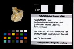 Foto (Objekt + Etikett) von Goniodromites bidentatus (Reuss, 1858)  (NHMW-GEO-1990-0041-3946)